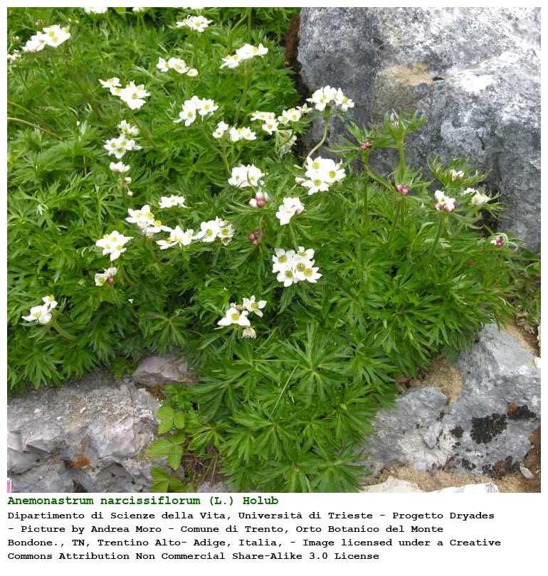Anemonastrum narcissiflorum (L.) Holub